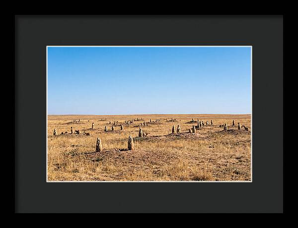 Alert Prairie Dog Gathering