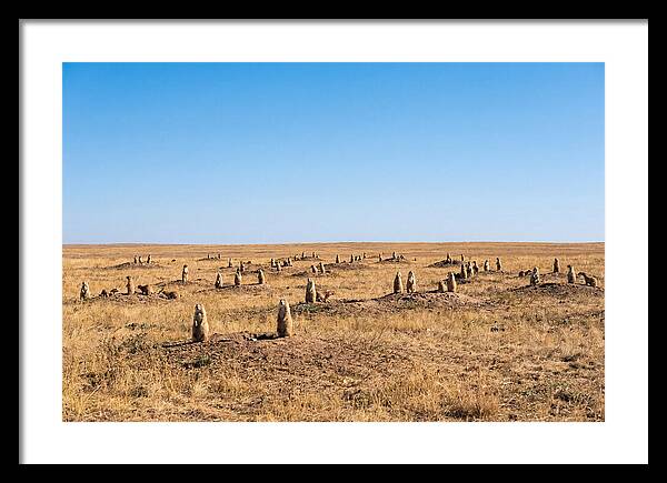 Alert Prairie Dog Gathering