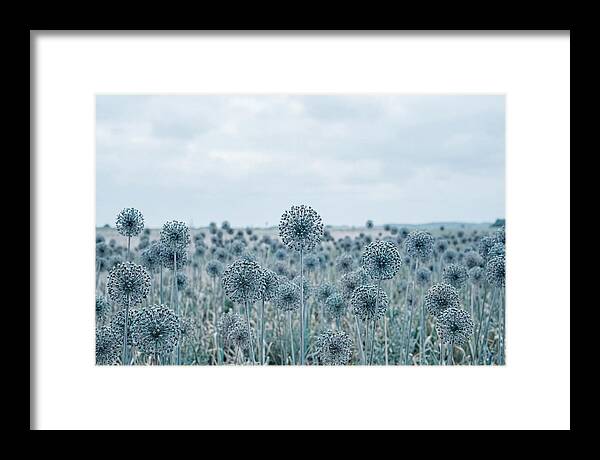 Allium Seed Heads In Blue