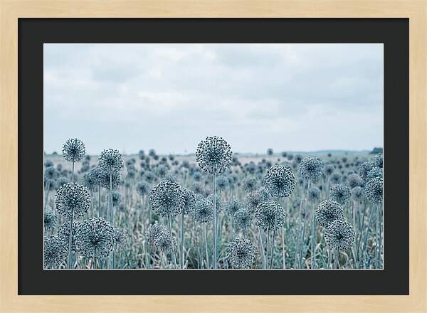 Allium Seed Heads In Blue