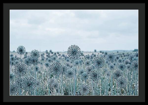 Allium Seed Heads In Blue