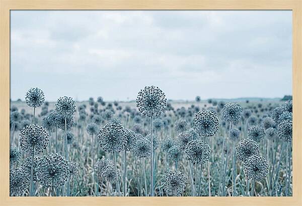 Allium Seed Heads In Blue