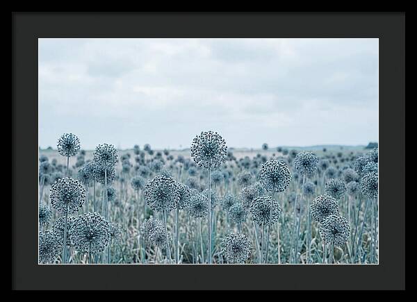 Allium Seed Heads In Blue