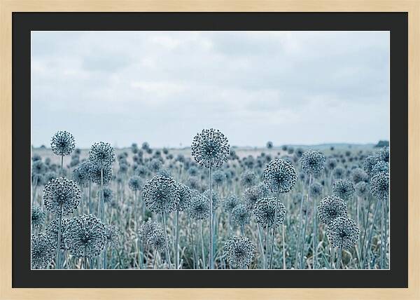 Allium Seed Heads In Blue