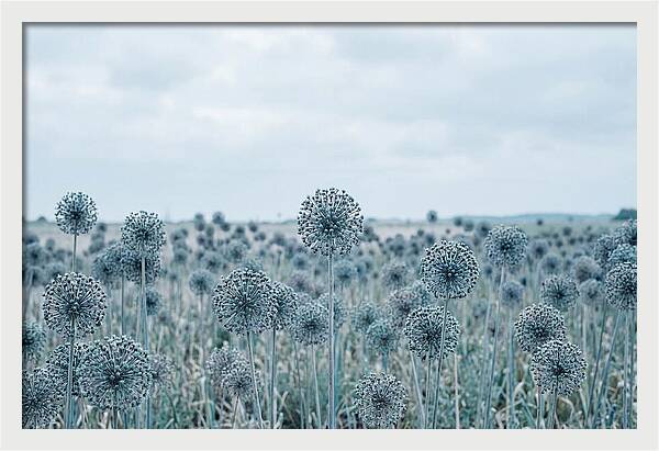 Allium Seed Heads In Blue