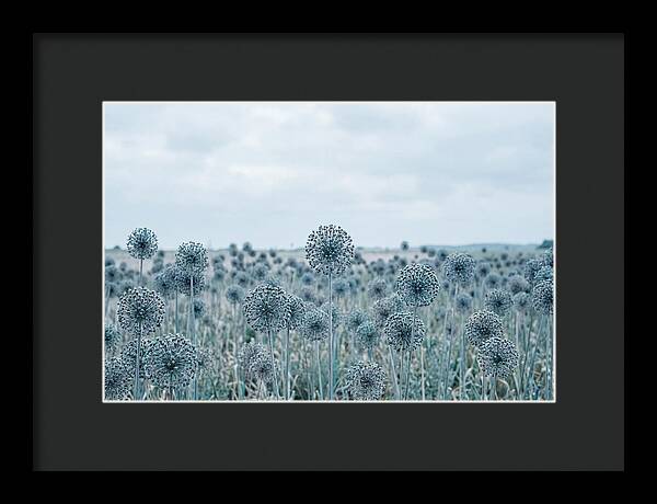 Allium Seed Heads In Blue