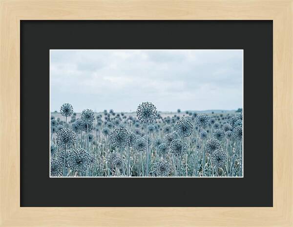 Allium Seed Heads In Blue