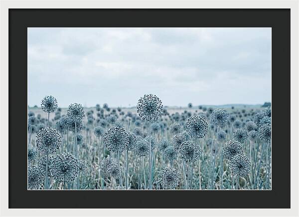 Allium Seed Heads In Blue