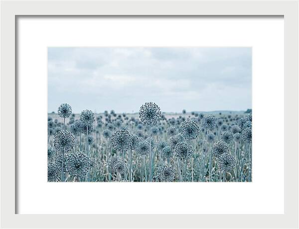 Allium Seed Heads In Blue