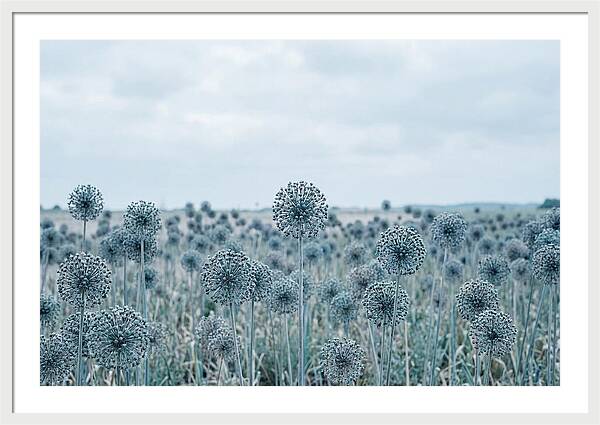 Allium Seed Heads In Blue
