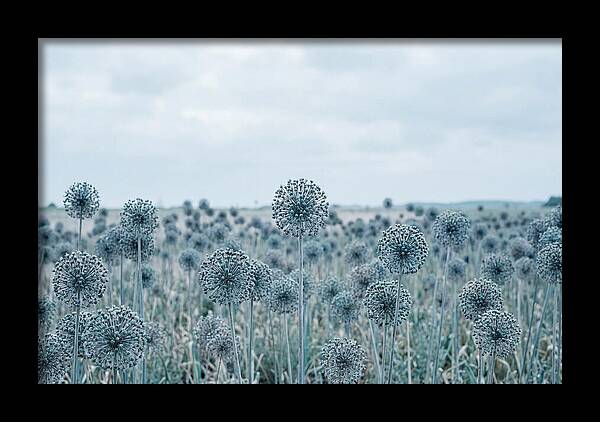 Allium Seed Heads In Blue