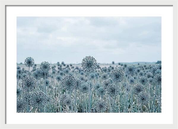 Allium Seed Heads In Blue
