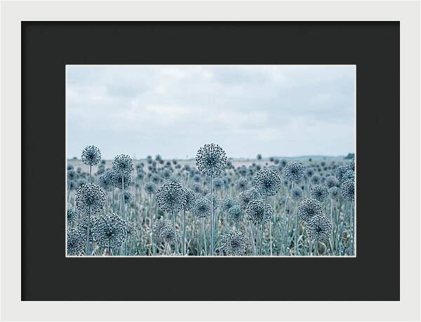 Allium Seed Heads In Blue