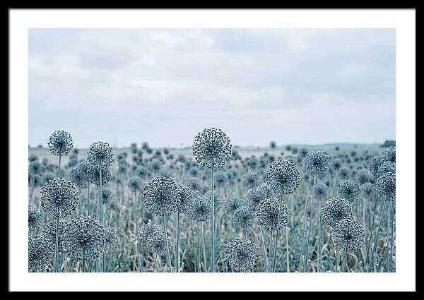 Allium Seed Heads In Blue