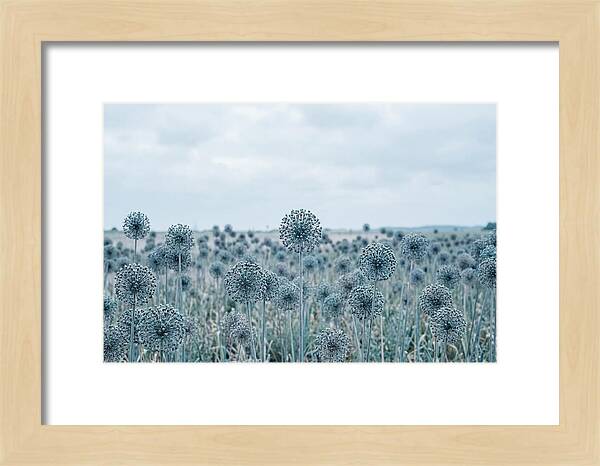 Allium Seed Heads In Blue