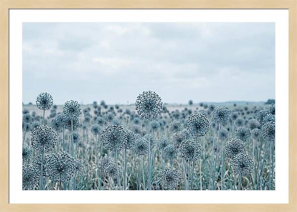 Allium Seed Heads In Blue