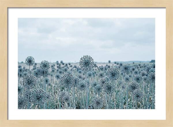 Allium Seed Heads In Blue