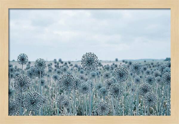 Allium Seed Heads In Blue