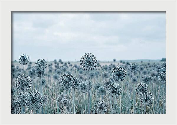 Allium Seed Heads In Blue