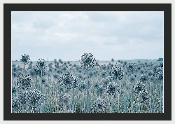 Allium Seed Heads In Blue