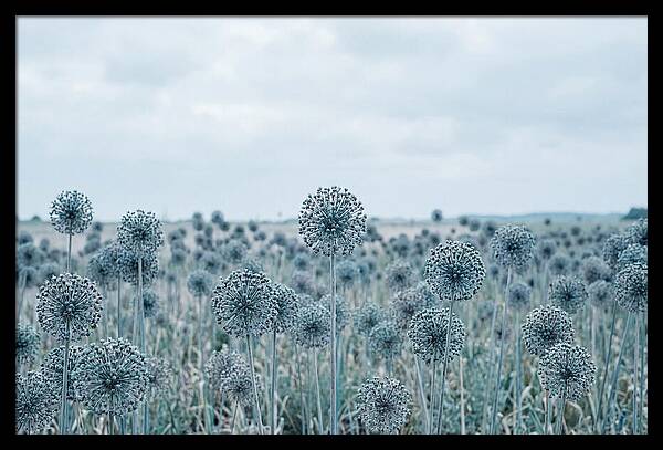 Allium Seed Heads In Blue