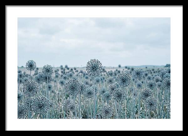 Allium Seed Heads In Blue