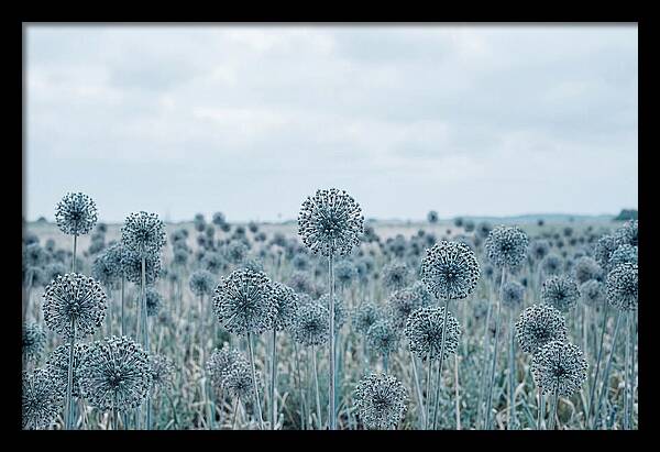 Allium Seed Heads In Blue