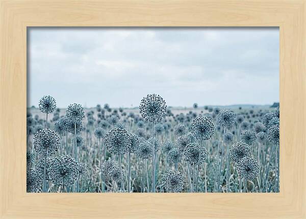 Allium Seed Heads In Blue