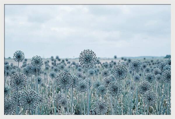 Allium Seed Heads In Blue