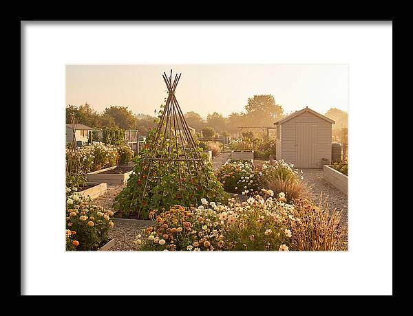Allotment Garden Serenity