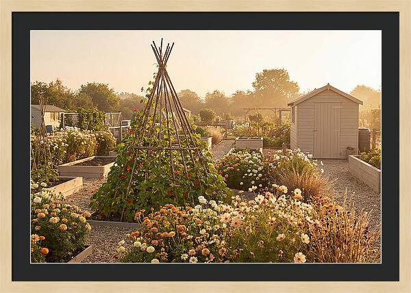Allotment Garden Serenity