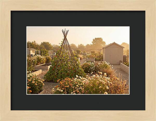 Allotment Garden Serenity