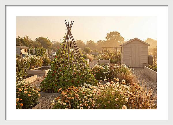 Allotment Garden Serenity