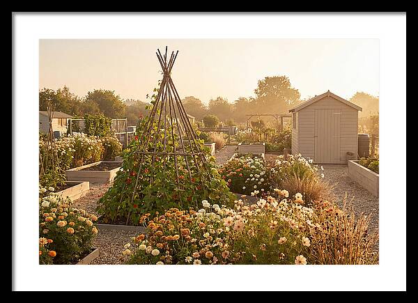 Allotment Garden Serenity