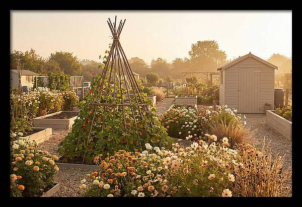 Allotment Garden Serenity