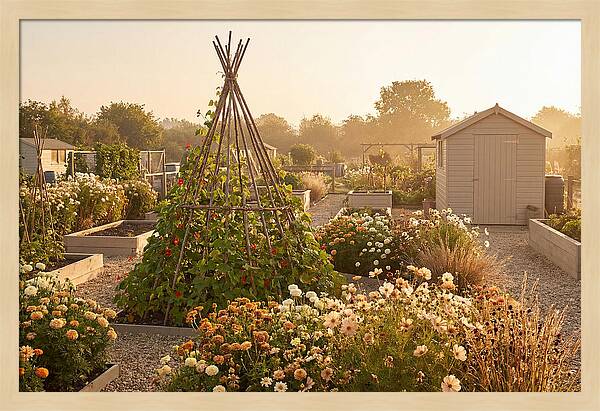 Allotment Garden Serenity