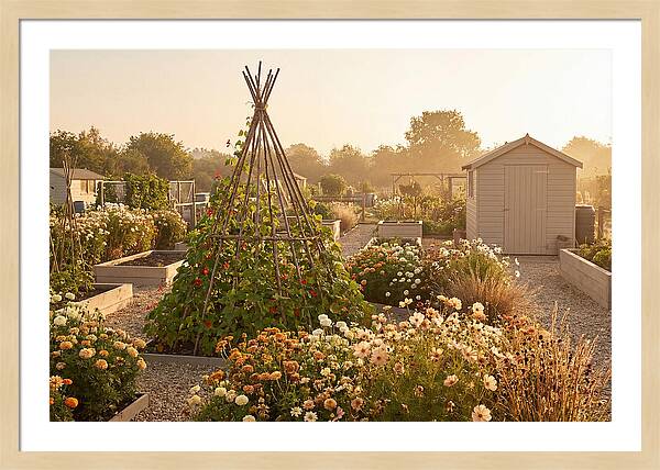 Allotment Garden Serenity