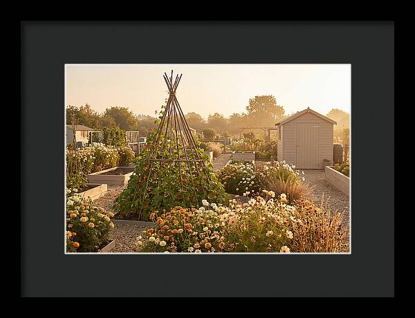 Allotment Garden Serenity