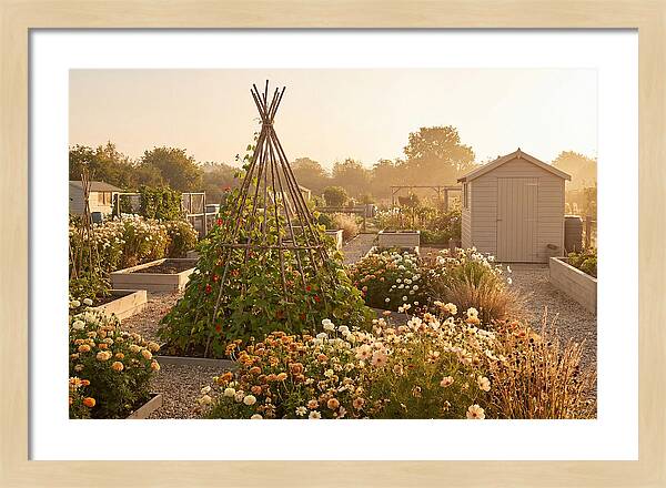 Allotment Garden Serenity