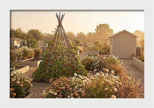 Allotment Garden Serenity