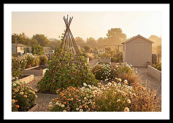 Allotment Garden Serenity