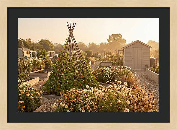 Allotment Garden Serenity