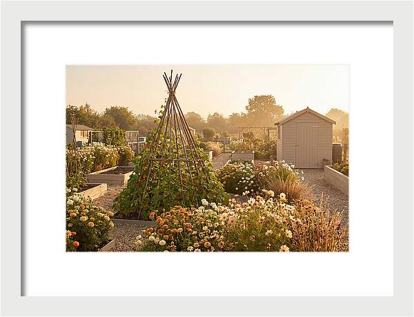 Allotment Garden Serenity