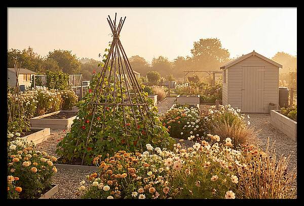 Allotment Garden Serenity