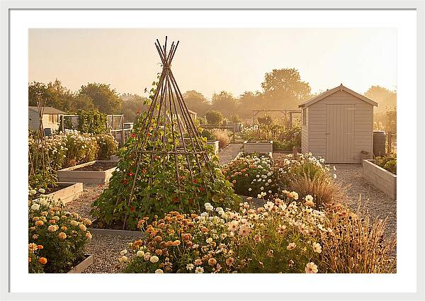 Allotment Garden Serenity