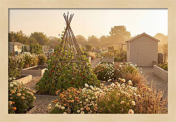 Allotment Garden Serenity
