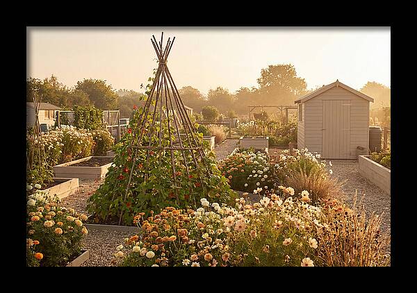 Allotment Garden Serenity
