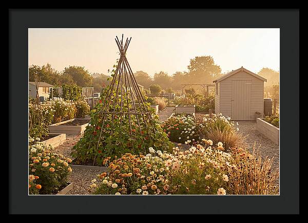 Allotment Garden Serenity