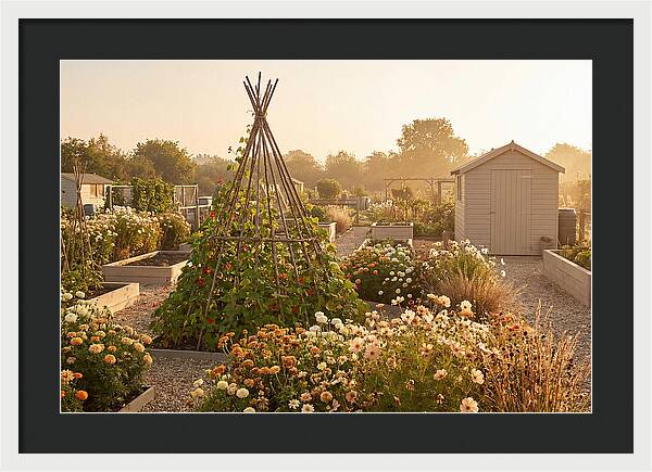 Allotment Garden Serenity