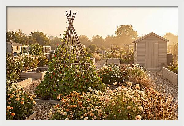 Allotment Garden Serenity